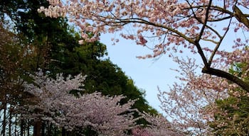北海道神宮
桜の参道