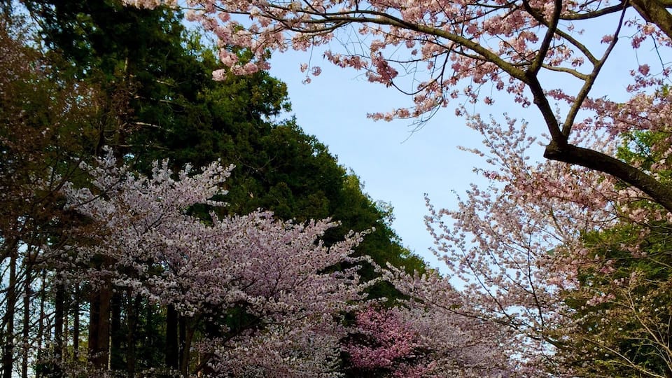 北海道神宮
桜の参道