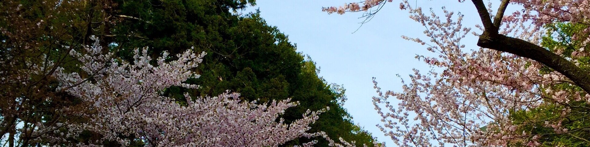 北海道神宮
桜の参道