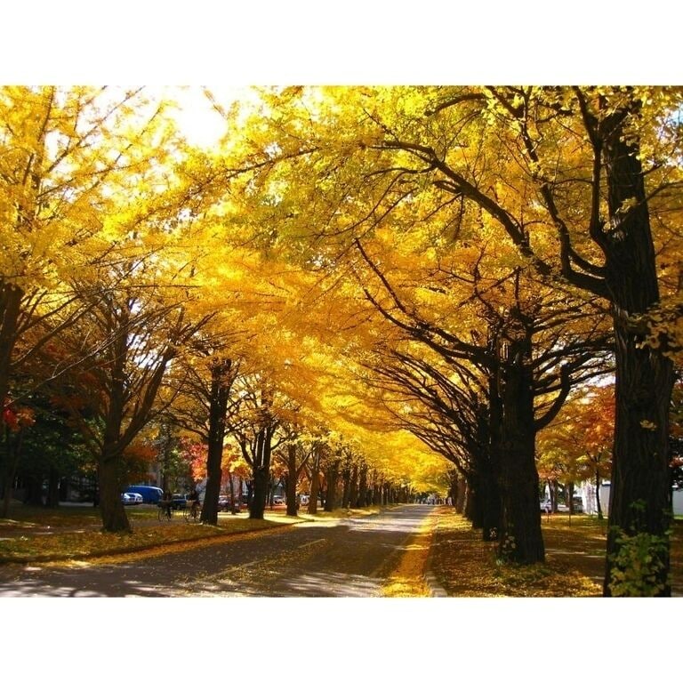 北海道大学・イチョウ並木