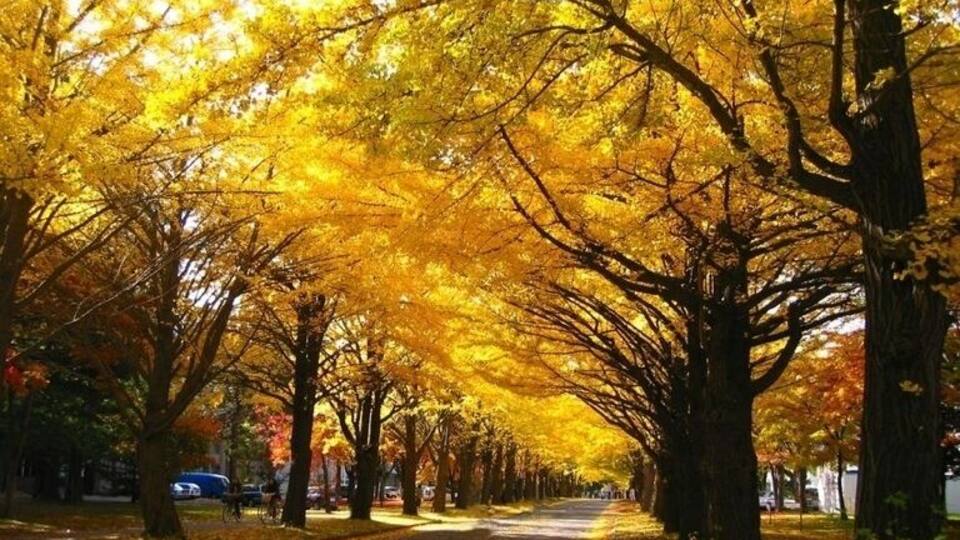 北海道大学・イチョウ並木