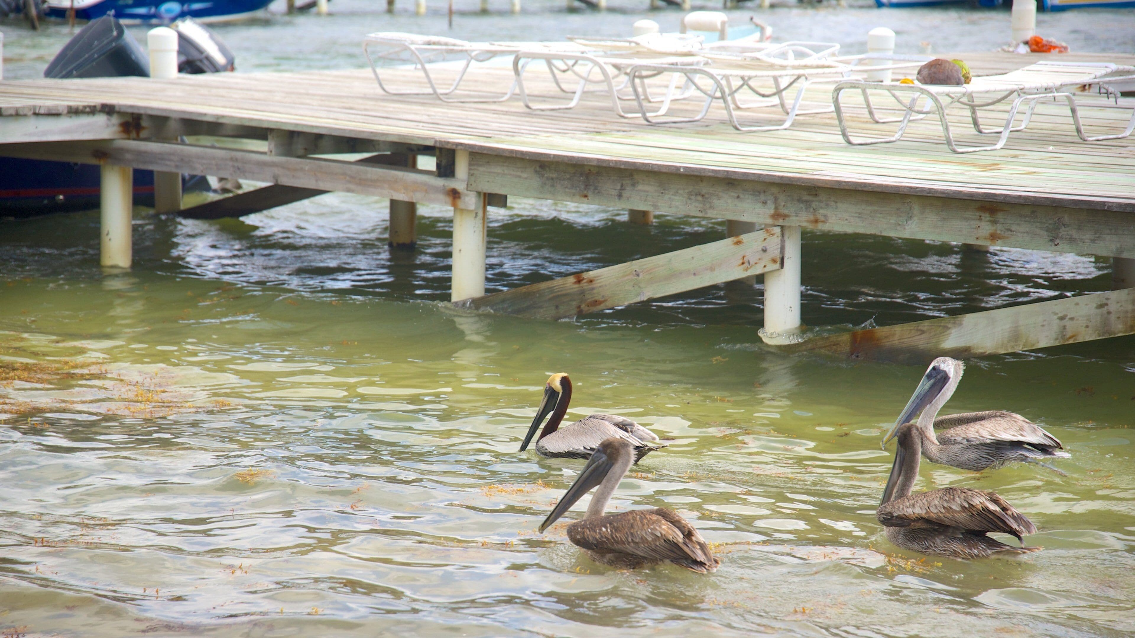 San Pedro featuring bird life