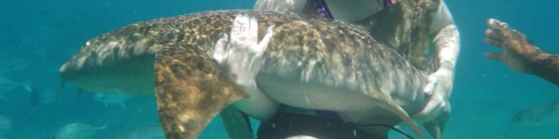 Awesome day snorkeling four sites. Who knew I'd be bear hugging a nerf shark that day!