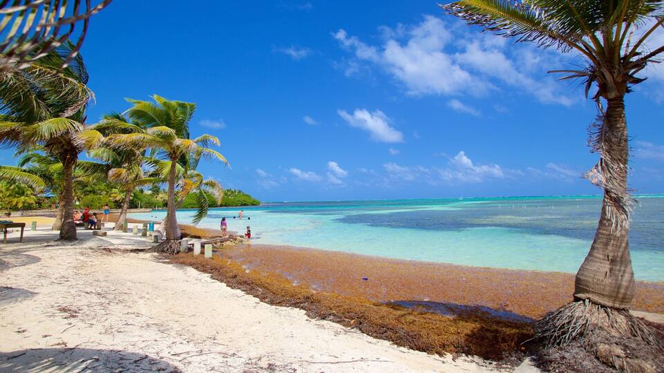 A beach with clear turquoise water, palm trees, and a sandy shore.