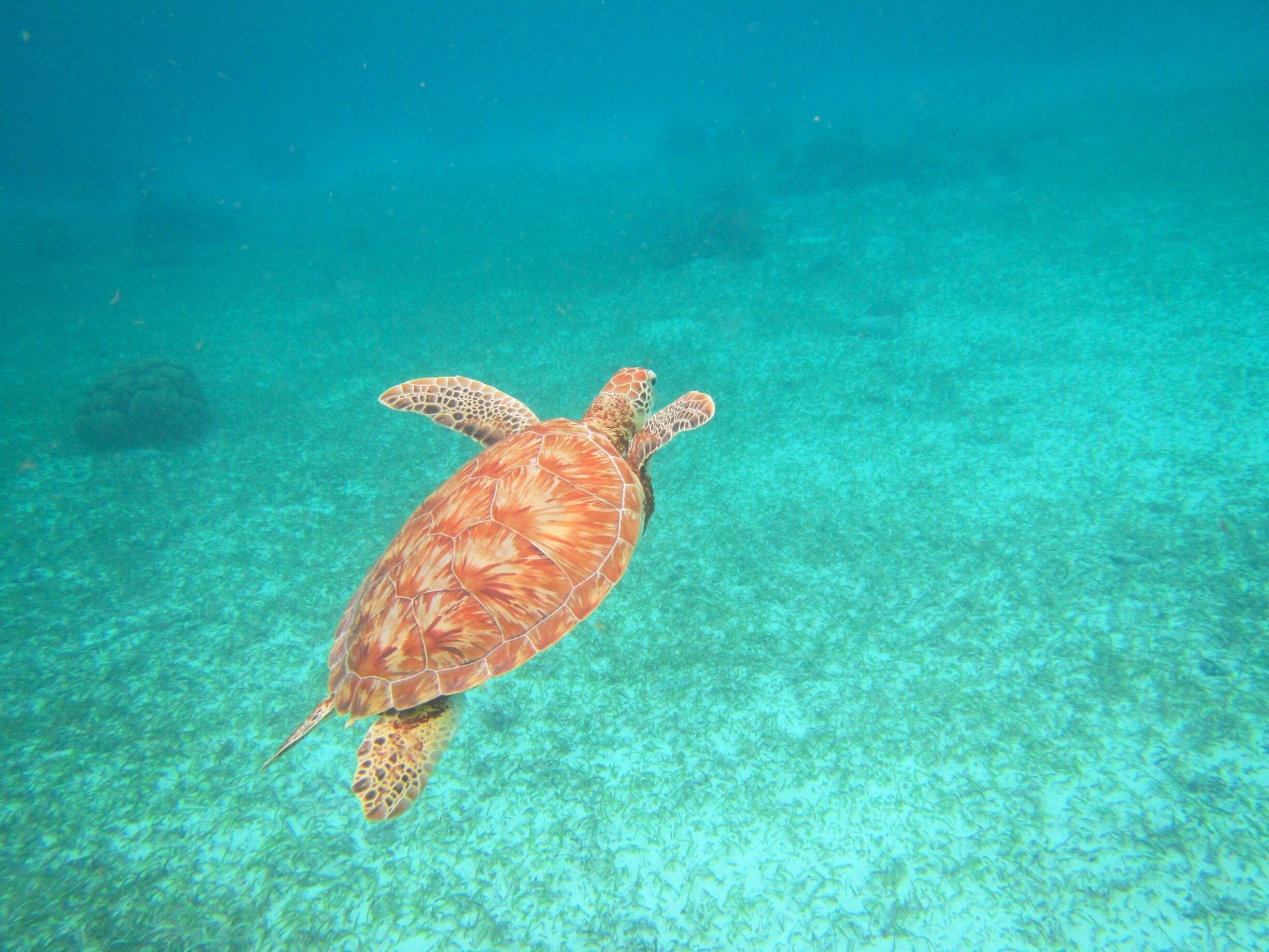 Snorkeling in the Hol Chan Marine Reserve just off of Ambergris Caye.