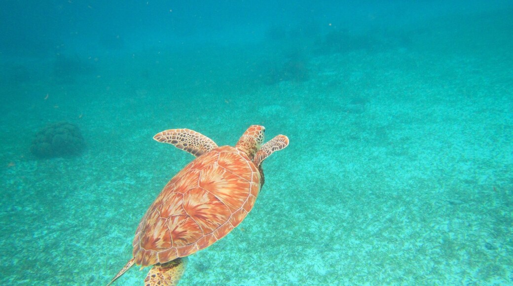 Snorkeling in the Hol Chan Marine Reserve just off of Ambergris Caye.