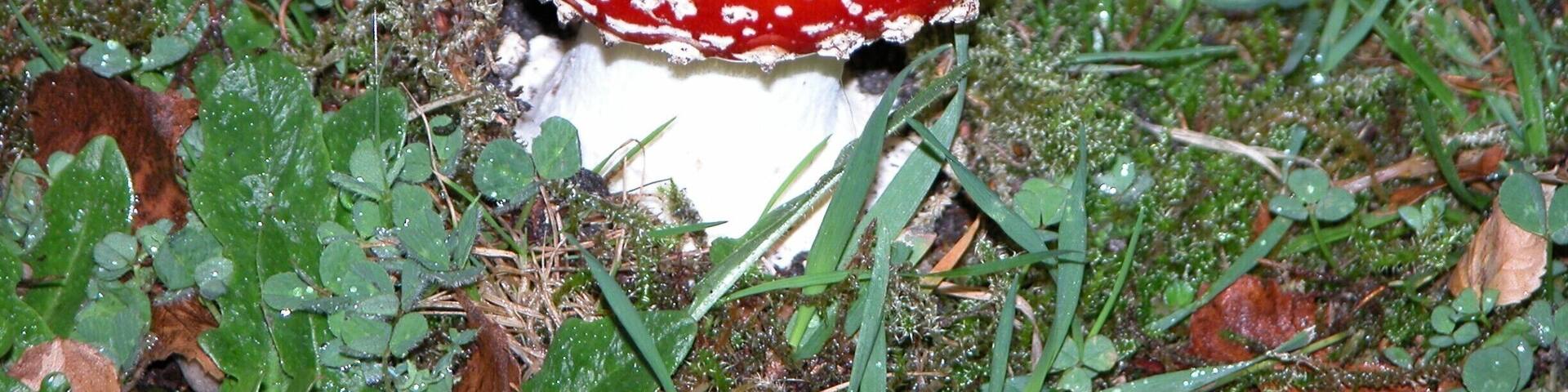 Amanita, a poisonous mushroom found on the ground!