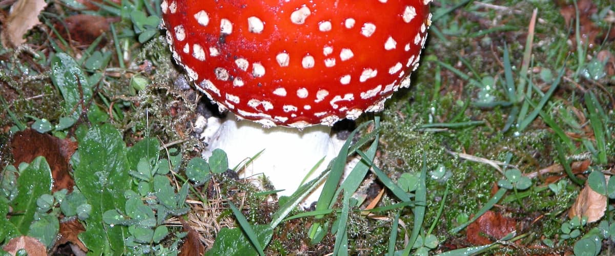 A red mushroom with white spots on a grassy surface.