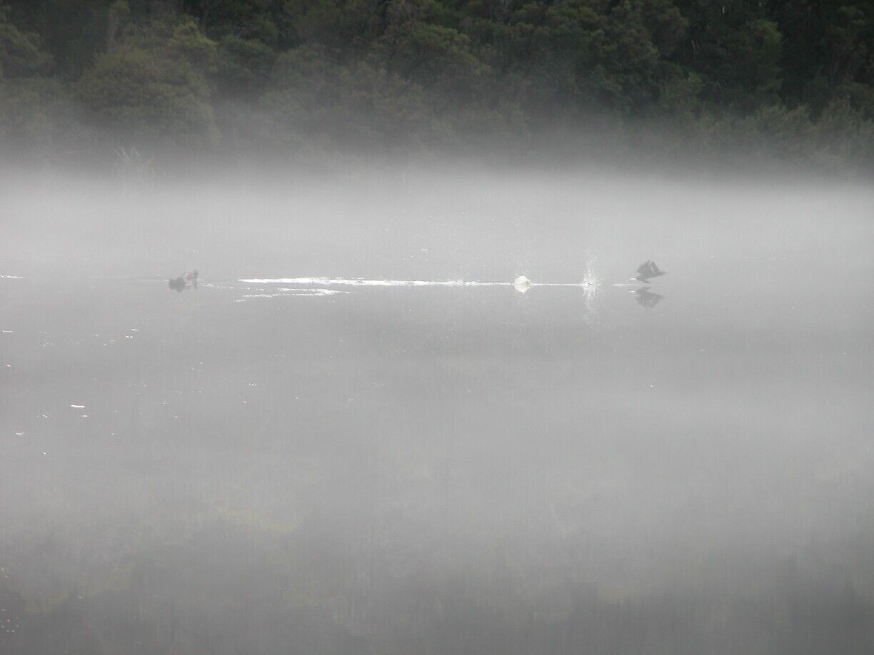 Wild black swan is taking off!