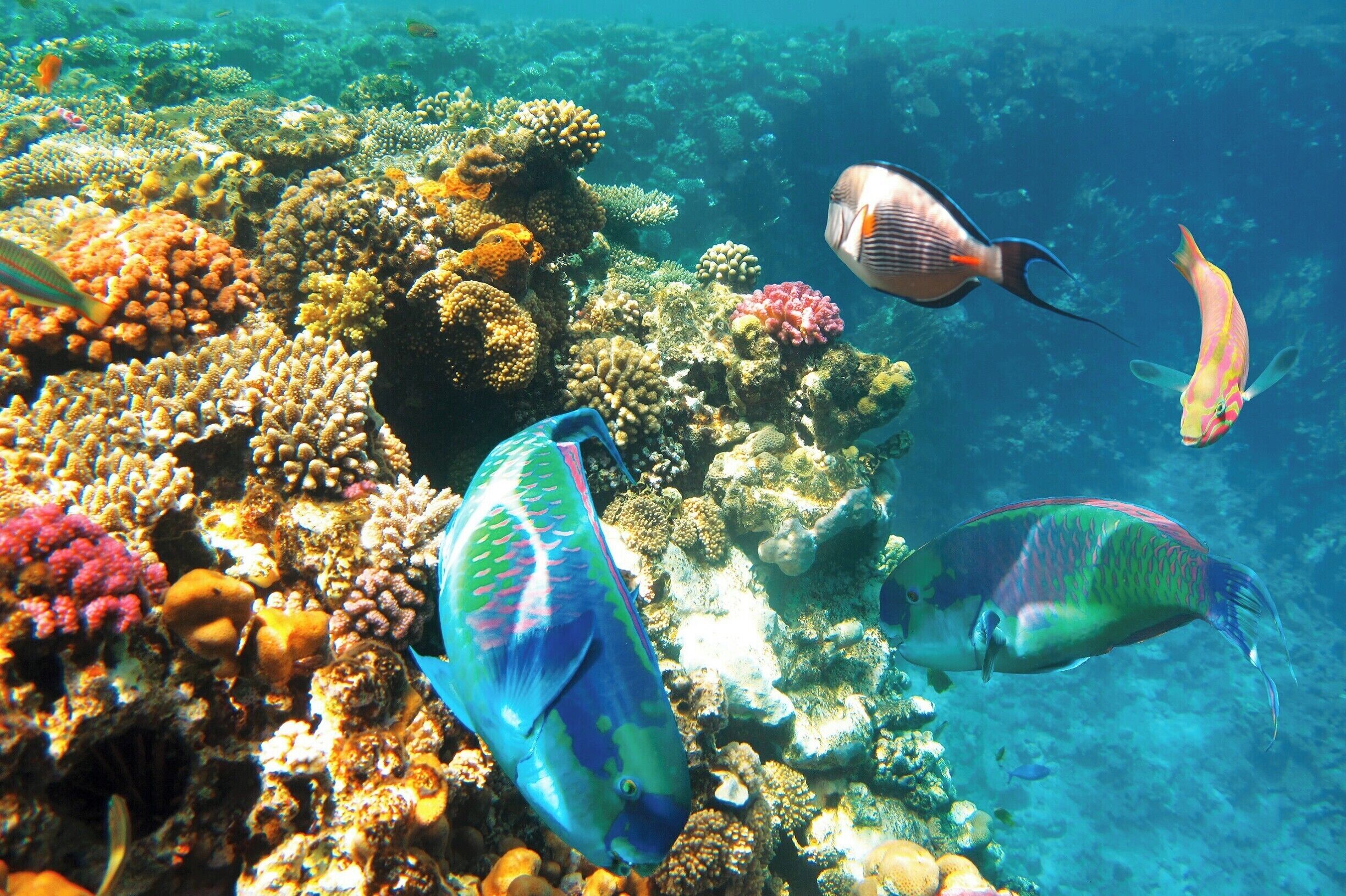 April 2010

The multitude of colourful fish and coral below the water.