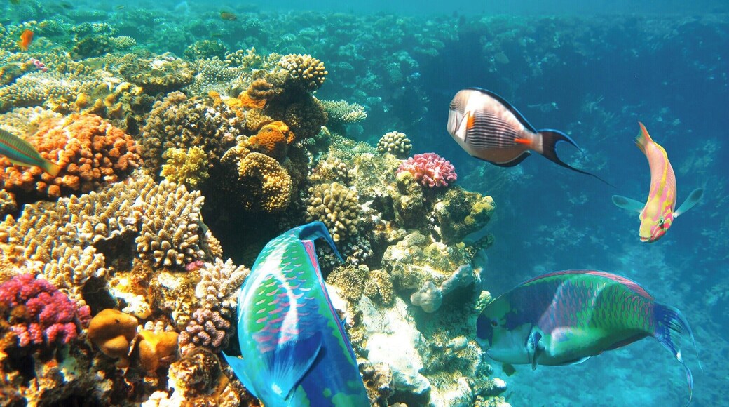 April 2010
The multitude of colourful fish and coral below the water.