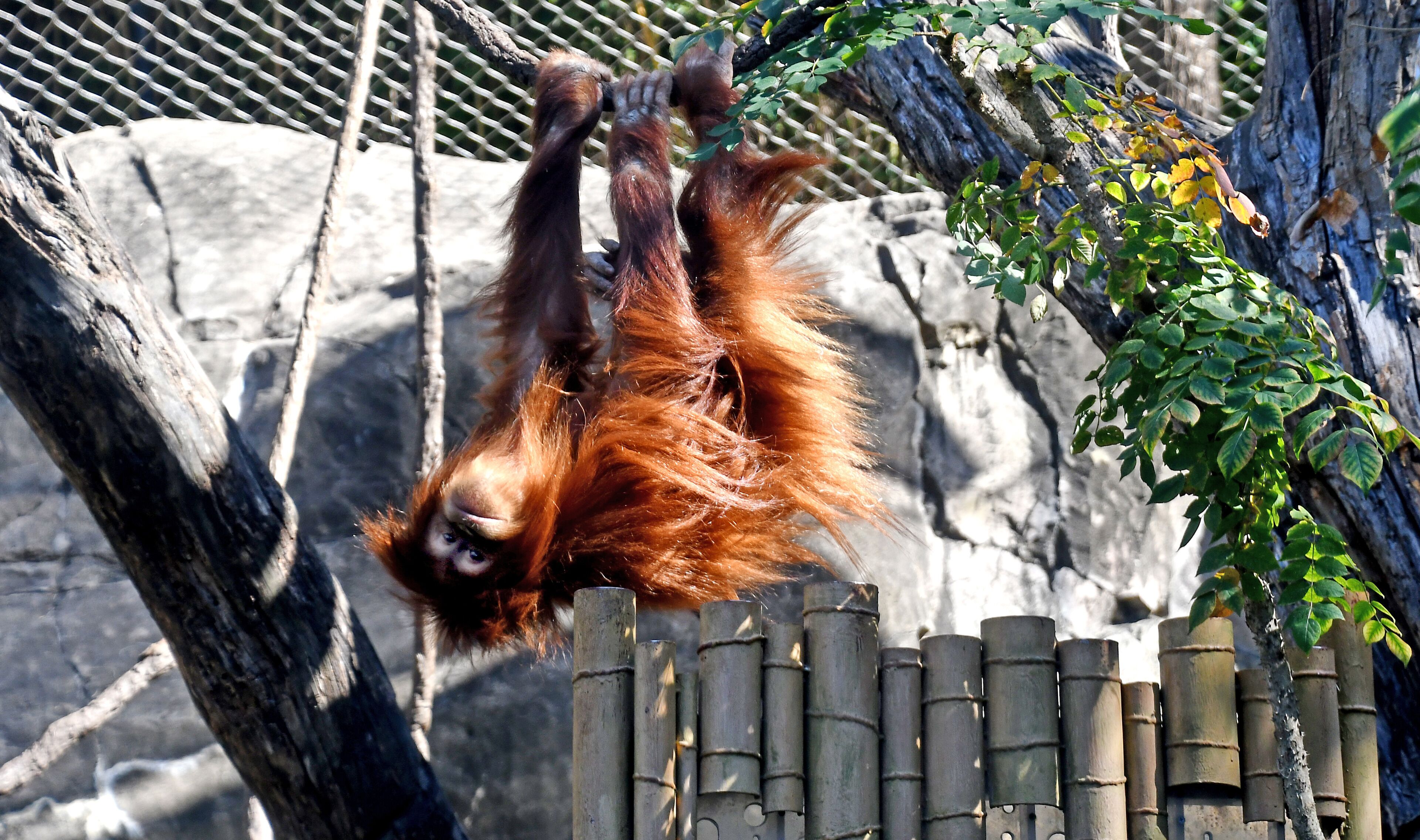 Playtime! This Orangutan really put on a show. The St Louis Zoo has AZA accreditation.