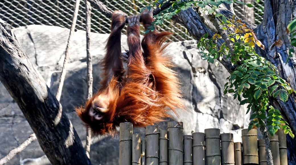 Playtime! This Orangutan really put on a show. The St Louis Zoo has AZA accreditation.