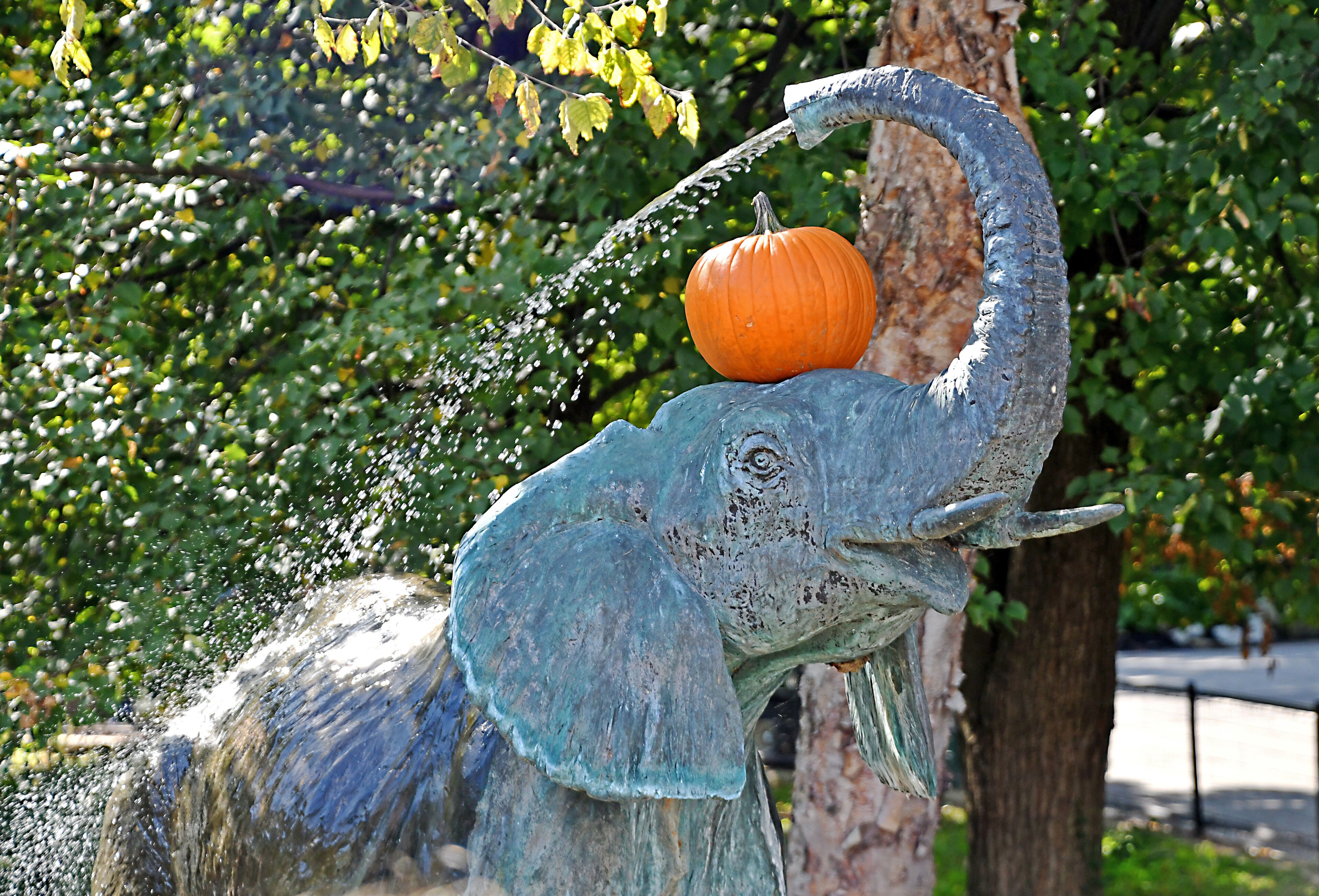 Halloween 2019 at the zoo.