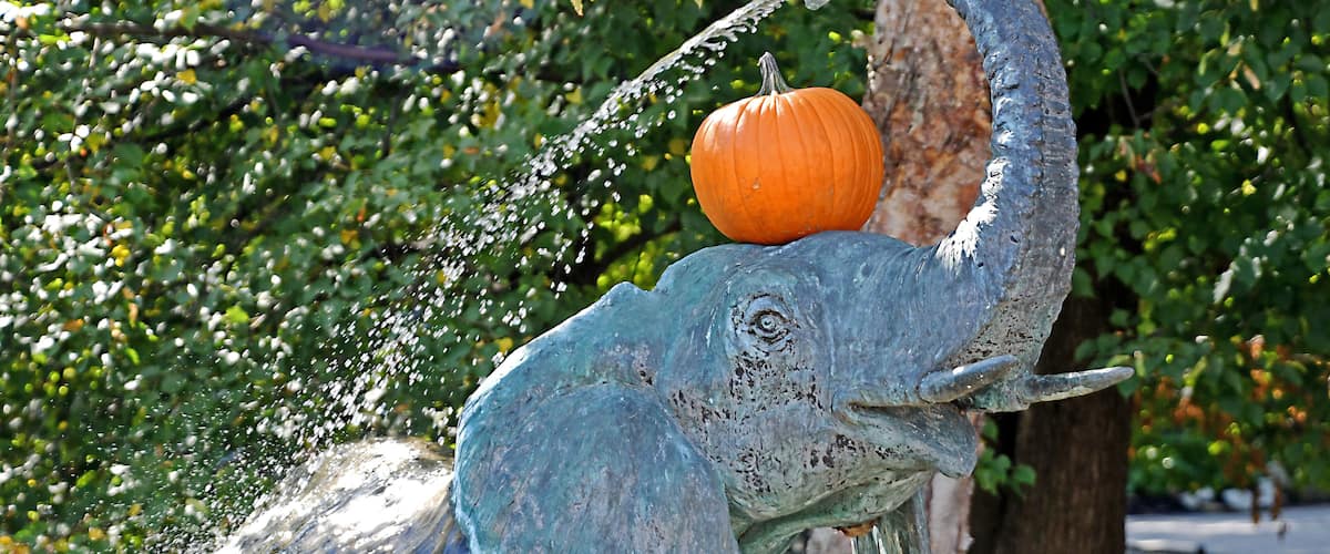 Halloween 2019 at the zoo.