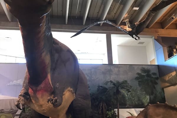 Eine große Dinosaurierausstellung mit einem Tyrannosaurus Rex und einem Velociraptor.
