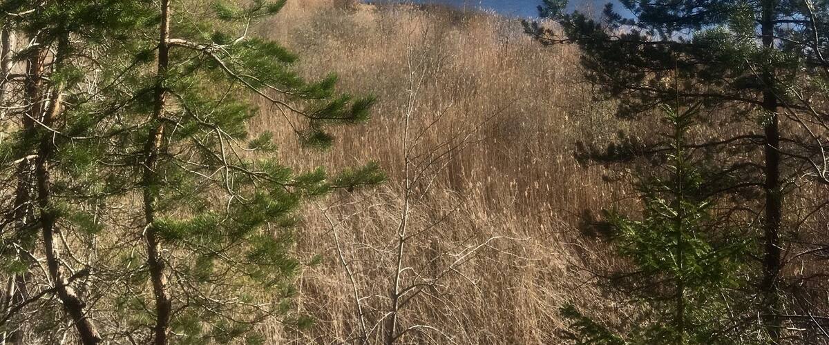 A lake surrounded by trees and a distant smokestack.
