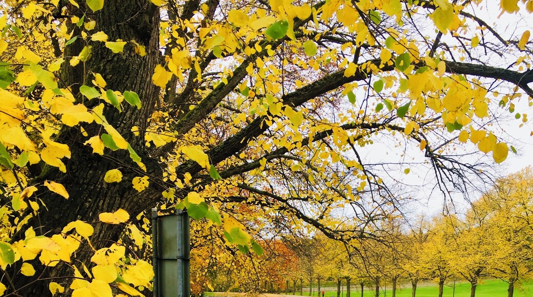 If ever in Stockholm, buy a take away coffee and take a stroll along the canal on Djurgården in Stockholm. Embrace the beautiful surroundings and breathe in the fresh air! #LifeAtExpediaGroup