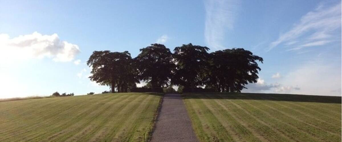 A gravel path leading to a large tree in a grassy field.
