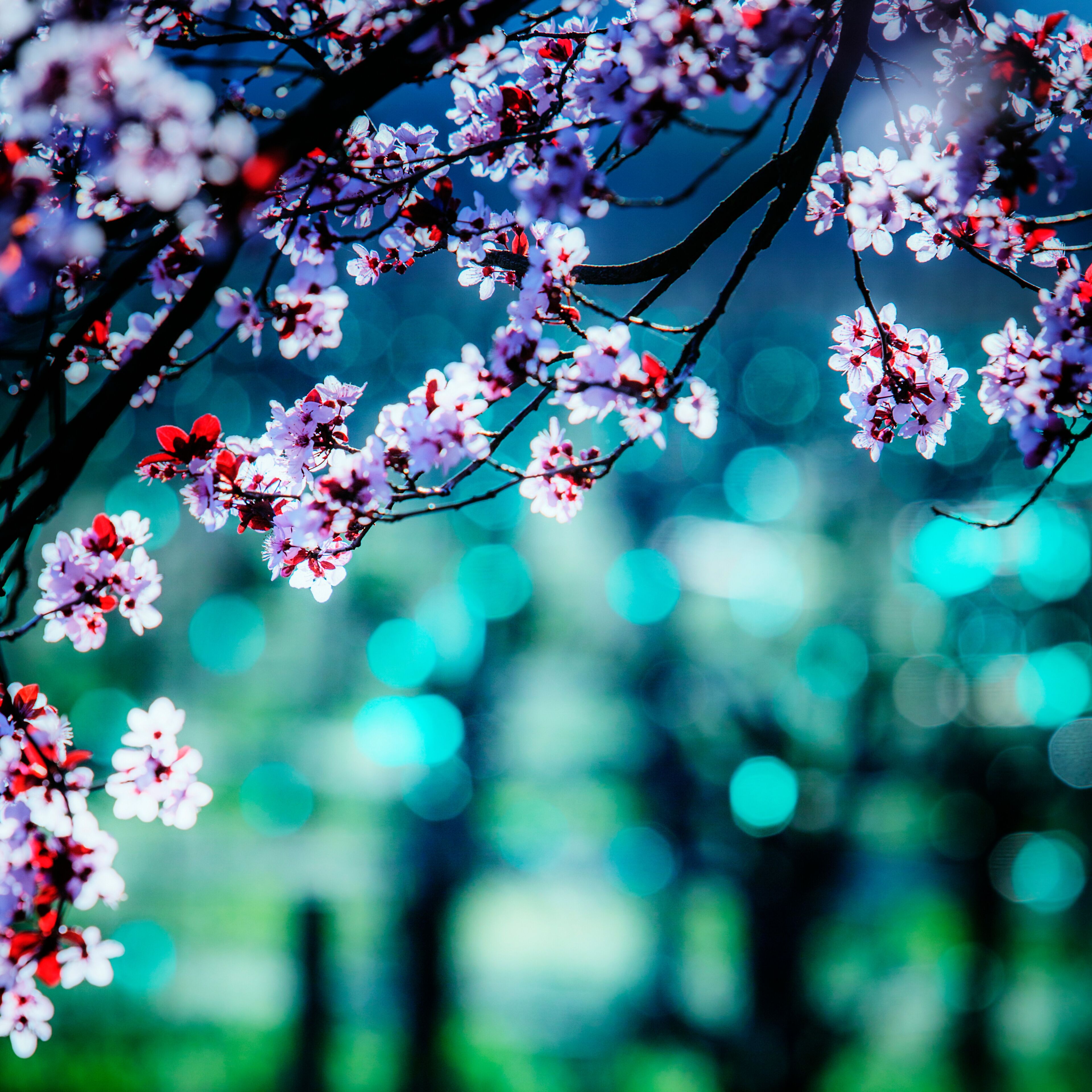 View of colorful plum tree blossoms in Sonoma County