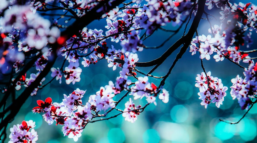 View of colorful plum tree blossoms in Sonoma County