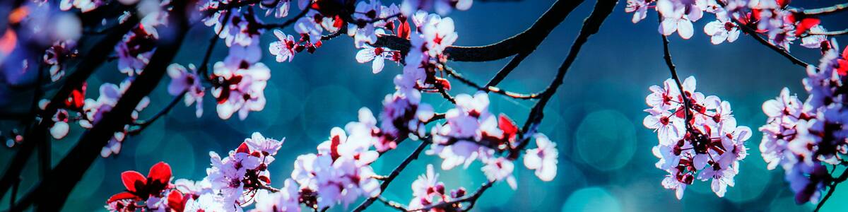 A tree with pink blossoms against a blurred blue background.