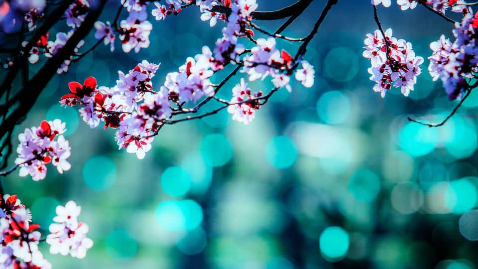 A tree with pink blossoms against a blurred blue background.
