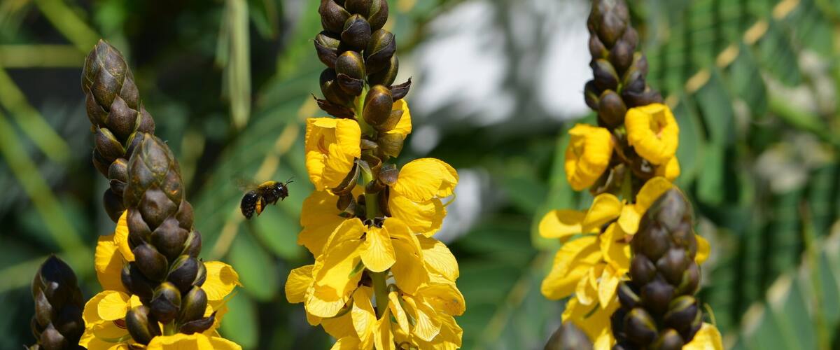 Beautiful blooms on a plant with African origins.