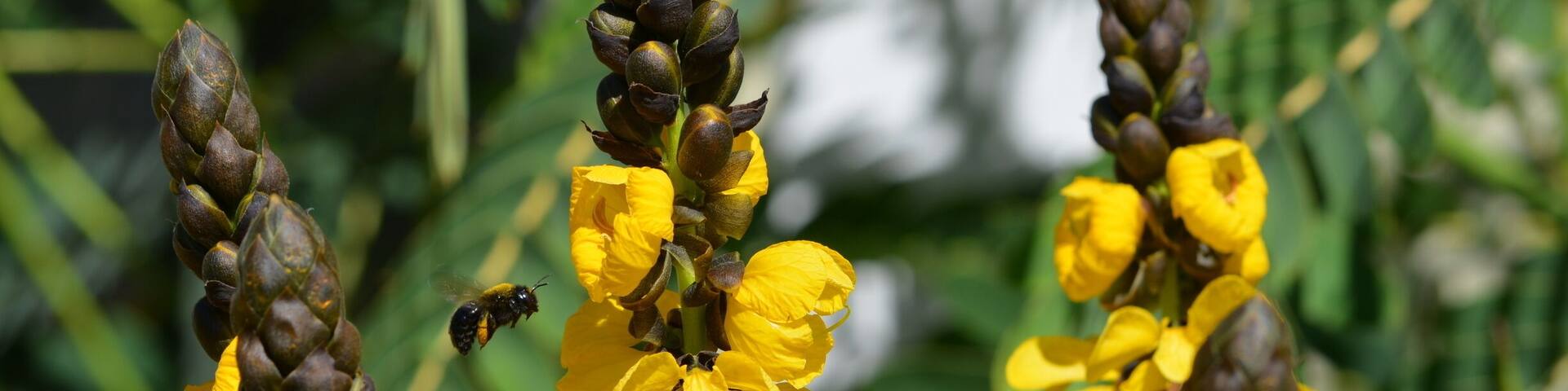 Beautiful blooms on a plant with African origins.