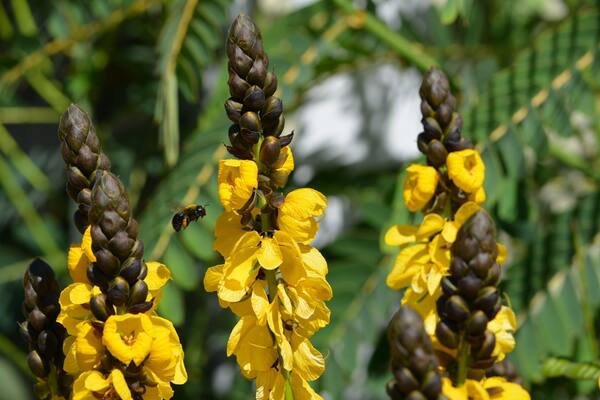 Beautiful blooms on a plant with African origins.
