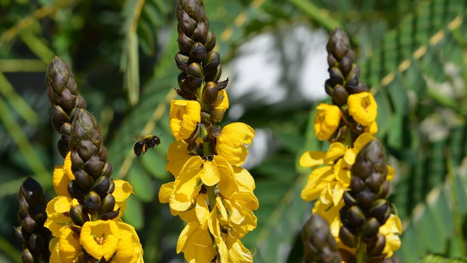 Beautiful blooms on a plant with African origins.