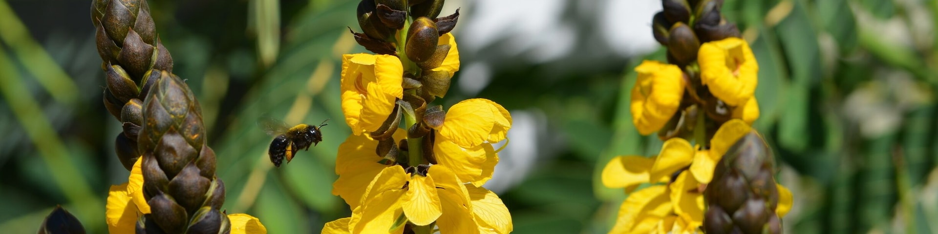 Beautiful blooms on a plant with African origins.
