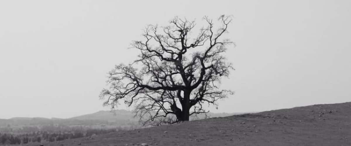 Love these old gnarly Black Oaks!! Great park for an afternoon walk. #treetrove