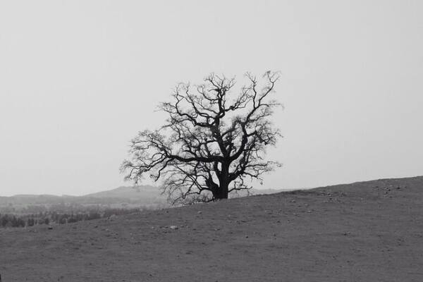 Love these old gnarly Black Oaks!! Great park for an afternoon walk. #treetrove