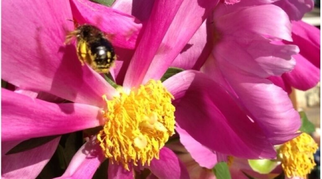 This bee was so loaded down with pollen he could hardly fly. Very funny to watch him 'stagger-fly' off.