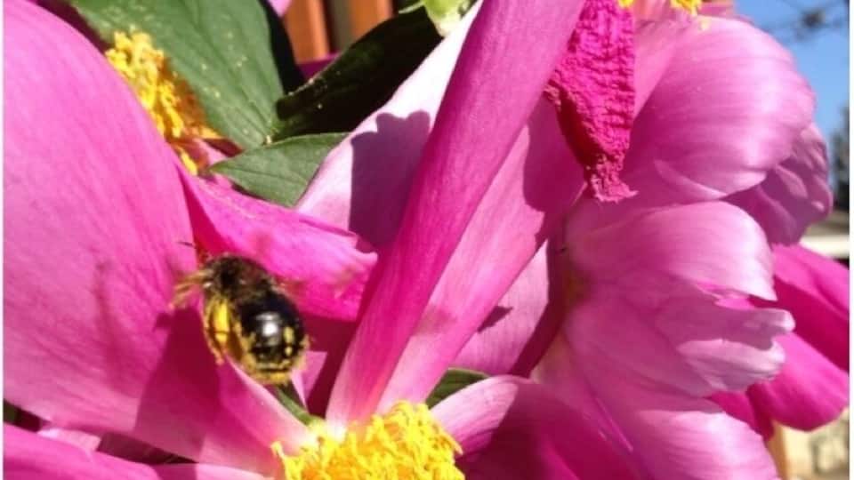 This bee was so loaded down with pollen he could hardly fly. Very funny to watch him 'stagger-fly' off.