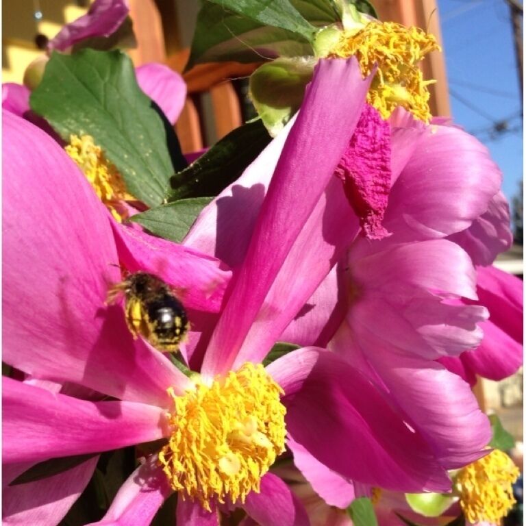 A close-up of a pink flower with a bee on it.