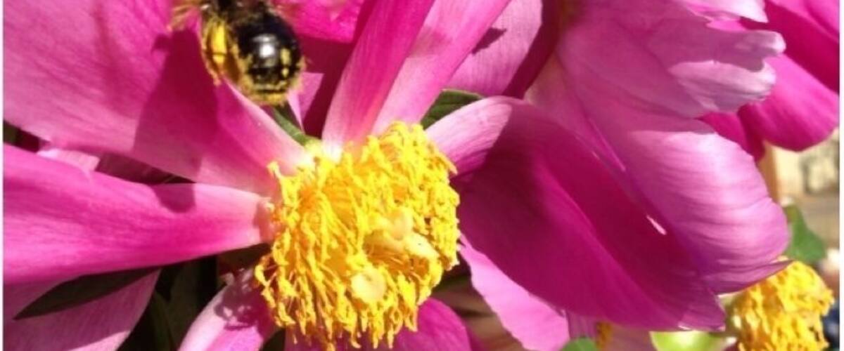 A close-up of a pink flower with a bee on it.