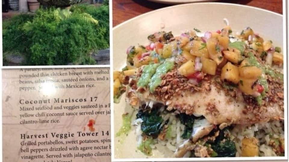 Excellent food in downtown Santa Rosa. I had the tilapia and my sister had the camarones ala diabla. Highly recommend this place.