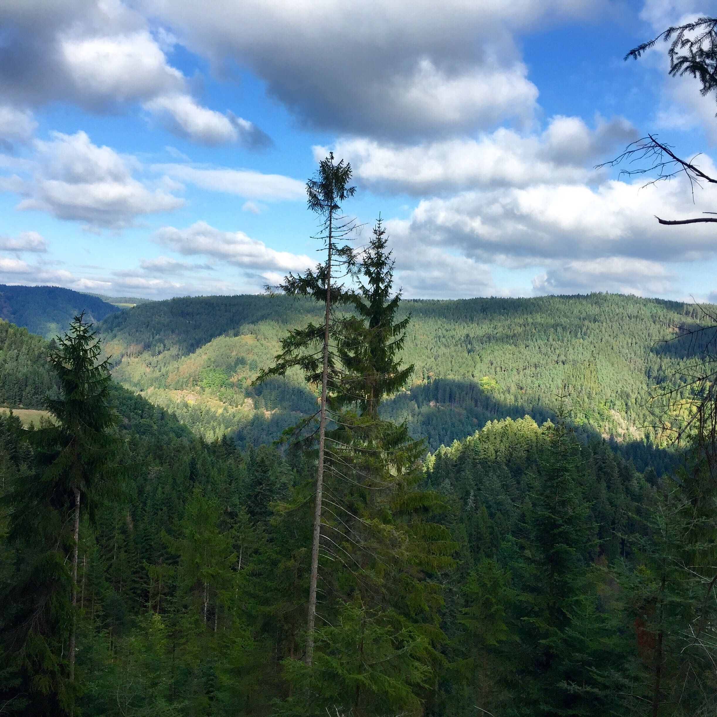 Hiking through the Black Forest 