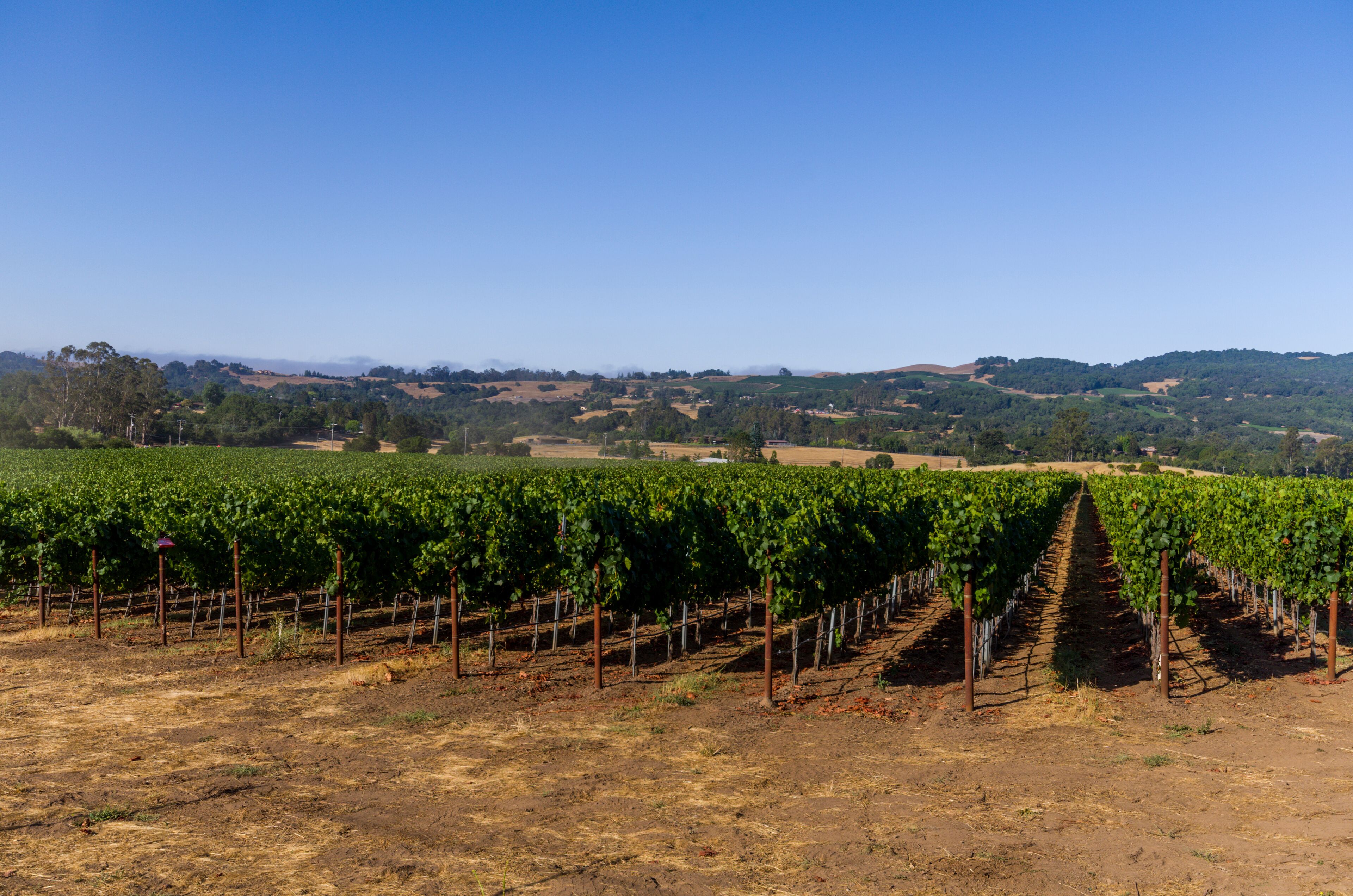 Sanata Rosa vineyard as the early morning fog clears