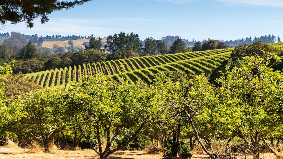 A vineyard with rows of grapevines and a hilly landscape in the background.