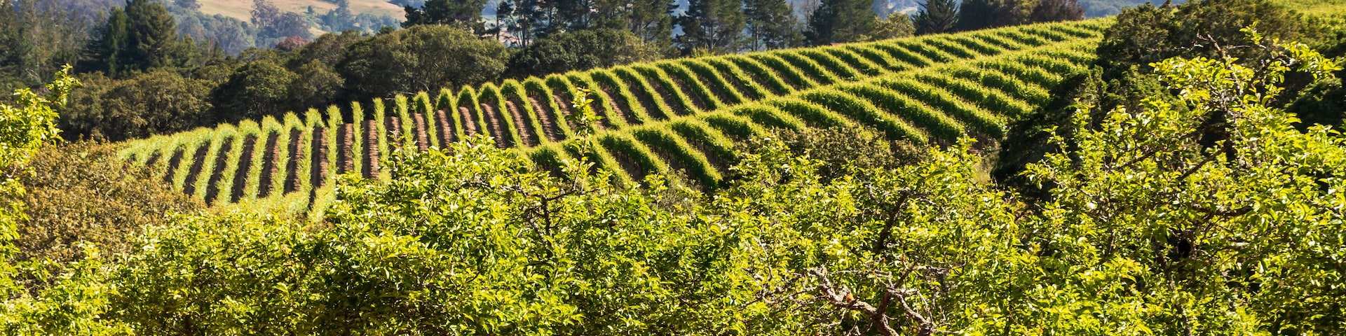A vineyard with rows of grapevines and a hilly landscape in the background.