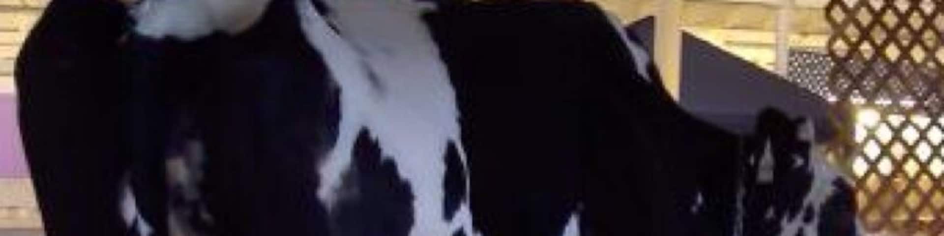 #barlove. To the Milk Bar Droogies!