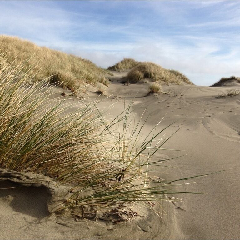 Another shot of the sand dunes at Point Reyes Station. 