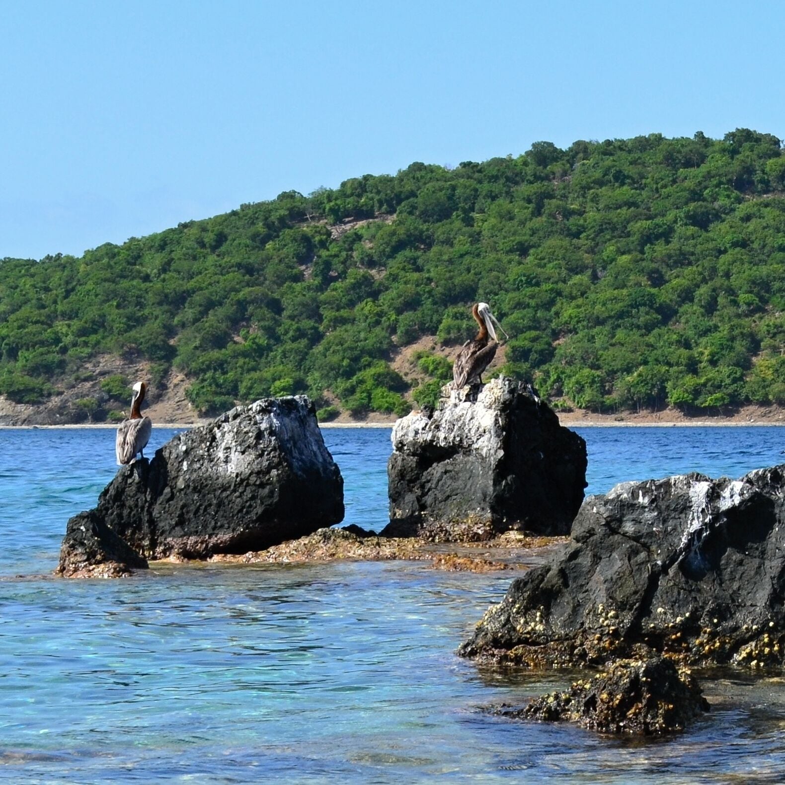 Coki Beach is a great choice if you want to do some snorkeling. There are thousands of fish which are also the easy targets for pelicans.