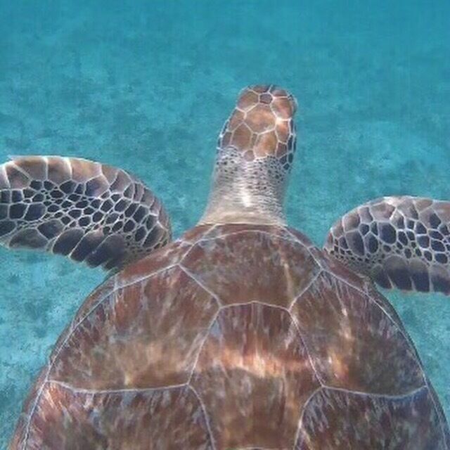 Saw this title snorkeling today. Go Pro photo