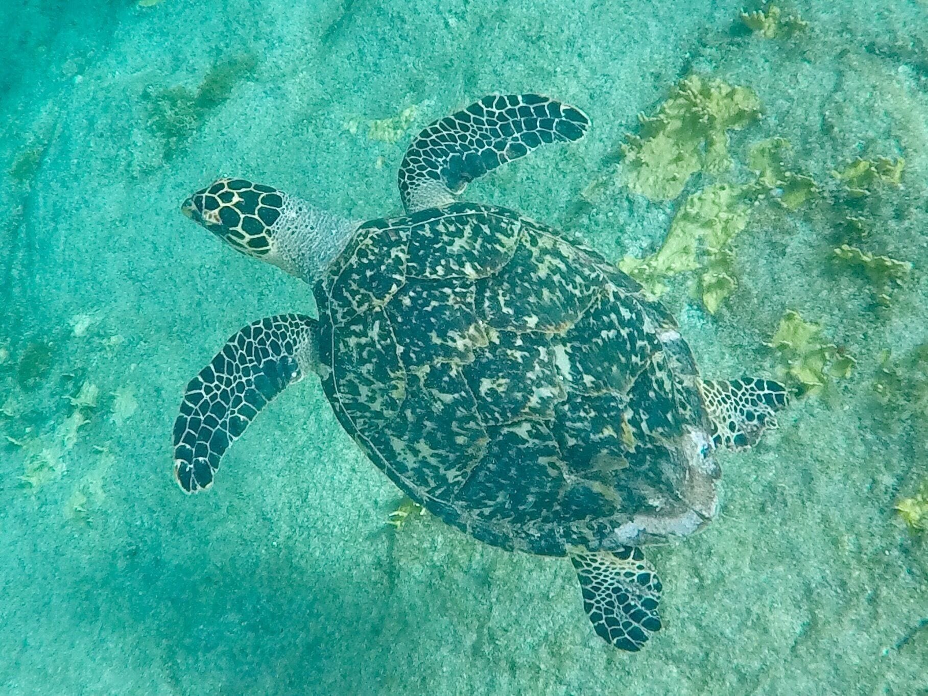 We have transitioned from green turtles to hawksbill turtles. Still so amazing in the water. 