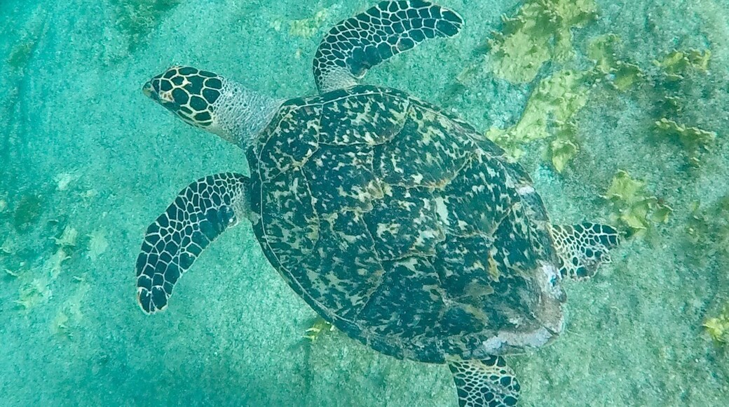 We have transitioned from green turtles to hawksbill turtles. Still so amazing in the water.