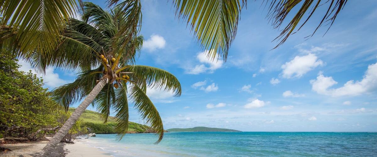 A beach with a palm tree, clear blue water, and a distant island.